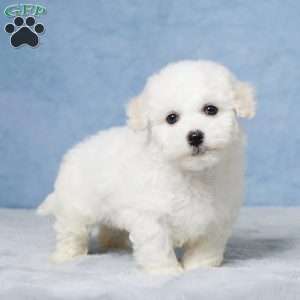 Benji, Bichon Frise Puppy